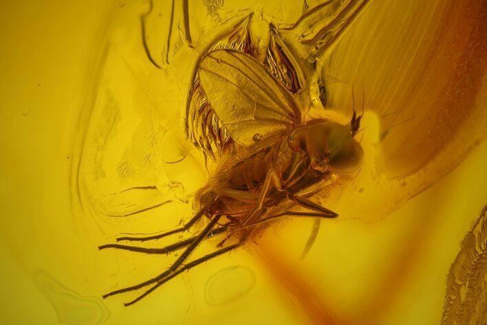 Detailed Fossil Dance Flies & a Springtail in Baltic Amber #170048